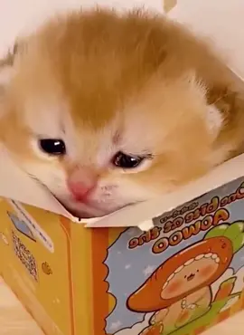 suffer #cat #catsoftiktok #cats #catlover #kitten #kitty #littykitty #kat #catvideo #silly #funny #meow #tiny