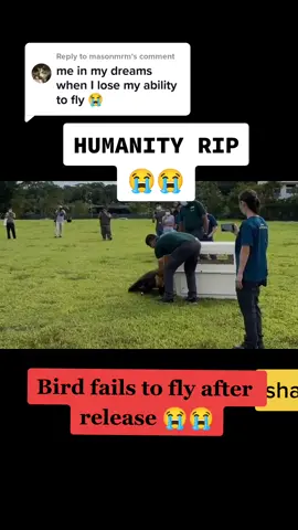 Replying to @masonmrm When bird was released and it failed to fly 😭😭😭😭😭#animals #animalsoftiktok #viralpage #fyp #homestead #havemercy 