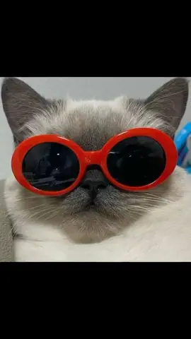 bagi ² pp kece #kucingkece😎 #kucingkeren😎 #CLEARYourHeadKetombeChallenge #fypシ #viraltiktok 