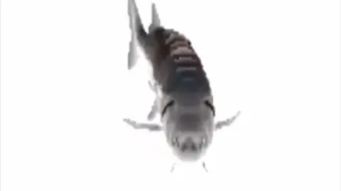 Fish Spinning to Funky Town #fish #spinning #bruh #meme #funkytown #yesking😩 #ilikethed #sound