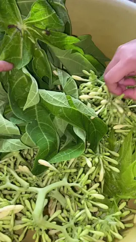 Petik langsung dari kebun mak#bungapepaya#daunkates#tumisbungapepaya#osengbungapepaya#kontenmasak#masakankampung#fypシ 