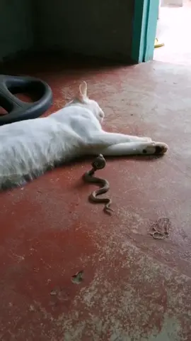 Cat fight the Snake 🐍 