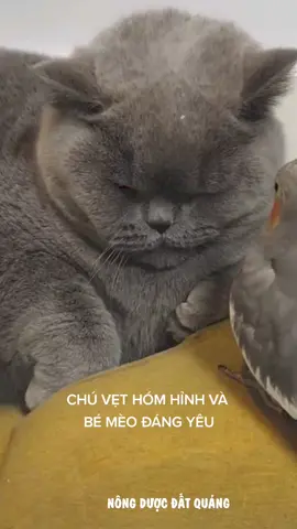 Siêu đáng yêu với cặp đôi Xám Mèo và Vẹt 🤣 | Gray Cat and Gray Parrot playing together #mèodễthương #mèo #catđángyêu #animalsoftiktok #mèothúi #giaitritiktok #mèocondễthương #clip #mèosiêuquậy #funny #mèohàihước #mèobéo #meoxinh #giaitritiktok #trending #xuhuongtiktok 