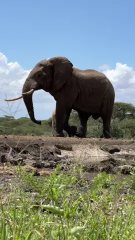 Travel to Africa #safari #safaricollection #elephant #africa #animals #gorillas #kenya #chyuluhills 