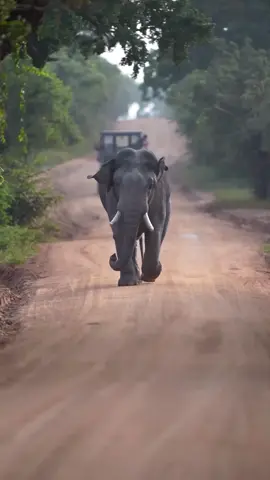 Majestic Tusker 
