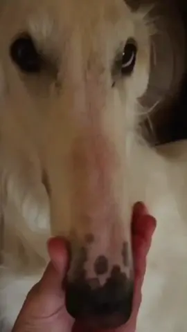 What a long nose! What kind of dog is this? #fyp #foryou #pets #cutepet #dog #funny#animals