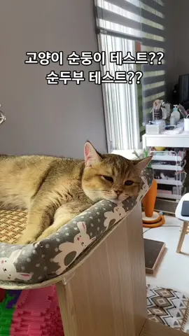 순두부 ㅇㅈ??#고양이 #귀여운고양이 #웃긴영상 #추천떠라 