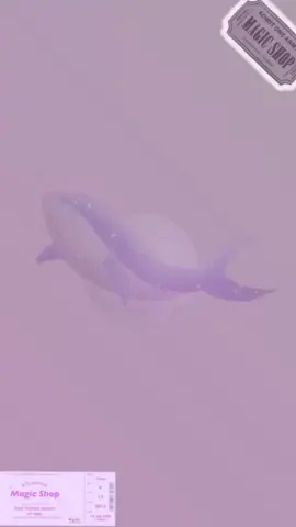 comfort>>>MAGIC SHOP  (MAGIC SHOP -ONLY VOCALS) #fyp #foryoupageofficiall #Foryoupage #bts #kpop #vocals #btsarmy💜 