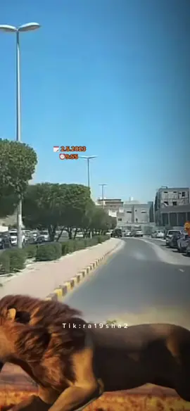 كم هرمنا ل أجل هذه اللحظه  🥹🤍 لقد فعلها عبود ودعم منصور ب أسدين مو اسد واحد 😎🤍 وابوو فيصل يستاهل 🫡🤍 @عبدالله بن سويد @منصور ال زايد | Mansour @منصور ال زايد احتياطي #منصور_ال_زايد #mansour_alzayid #اكسبلور 