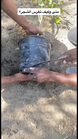 طريقة زراعة الأشجار