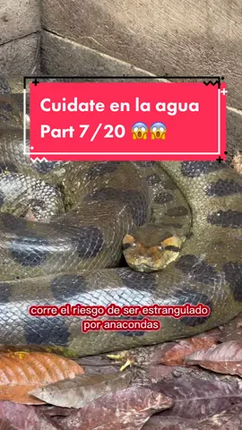 Lo peor es que no puedes ver lo que se esconde en el agua 🥶 #amazona #amazonas #supervivencia #colombia #brasil #perou #anaconda #piranhas #spooky #viaje #selba #fishattack #pescador #animales #animalattacks #animalattacks 