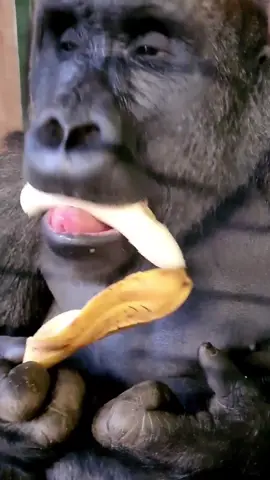That's one way to eat a banana! 🍌 #gorilla #asmr #mukbang #gorillaasmr #fyp 