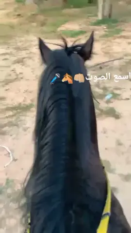 #خيل_وخياله🐎 #صهيل_الخيل #صوتيات #حوازتنا_الجميلة😂💕 #comedia #صرمان_صبراته_طرابلس_الزاويه__المطرد #viral #ليبيا🇱🇾 #البيتكوين_حلم_المستقبل 