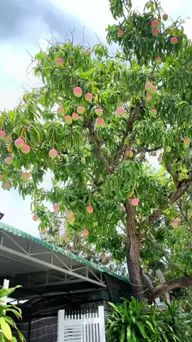 Cây đào tiên trong truyền thuyết đây rồi #đào #tayduky #mộtbuổichiềuchill #fun 