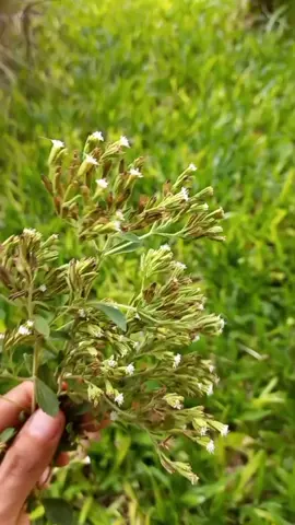 Cosechando Stevia para guardar sus semillas. Conocían su flor?? #stevia #flor #semilla #garden #argentina #burruyacu #tucuman  FACEBOOK: https://www.facebook.com/alejandra.paz.50?mibextid=ZbWKwL INSTAGRAM: https://www.instagram.com/@lahuertadeale.tuc YOUTUBE: https://www.youtube.com/@lahuertadeale TIKTOK: https://www.tiktok.com/@alepaz81 PINTEREST: https://pin.it/2riZsdS Música: Beach Músico: Jeff Kaale