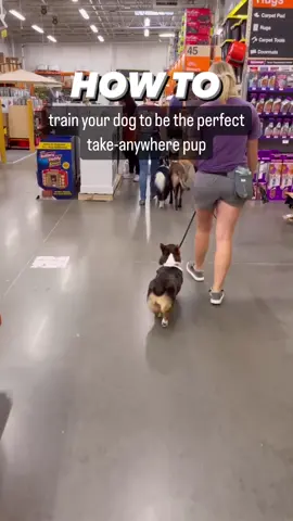 Things to train your dog to be the perfect take-anywhere patio pup ⤵️ ➡️ A bombproof down stay command. This is the FOUNDATION of having a well-behaved pup in public. They should be able to settle and be calm anywhere you go. You can’t enjoy that mimosa or coffee on the patio if you’re wrestling an overexcited dog! I especially love this because I can leave my dogs outside in a down and go inside to order my drinks real quick (always attach them to a sturdy table or chair as a backup). ➡️ Ignoring strangers and other dogs. Again, suuuuper important for being out in public!! I can’t say it enough: your dog does *not* need to meet every dog they see, plus not every dog is friendly and this could quickly lead to a dog fight where you could be liable. Not every person likes dogs either, so respect their space by not letting your dog rush up to everyone. If you have a dog that doesn’t like being approached by strangers, ADVOCATE for their space. “No, we’re training right now” is always a good response in this situation.  ➡️ Expose them to weird surfaces and different places. You can’t expect them to be calm and go everywhere with if they’ve never experienced any place besides your home and the park. Train them in a parking lot, in dog friendly stores like Home Depot, downtown, all over! Go at their pace and slowly build up the distractions.  Would you like to learn more about how to have the best behaved pup in the coffee shop? Let me know in the comments and follow for more training tips!  Thanks as always to @The Home Depot  for letting us turn your stores into a dog training facility 😂 Second clip filmed in @wholesomepetessentials   Last clip was filmed in @Kava  #DogTraining #trainyourdog #howtotrainyourdog #patiodog 