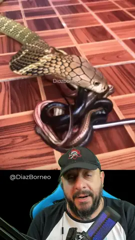 Cobra rei devora um prato de macarronada de cobras vídeo de @diazborneo07