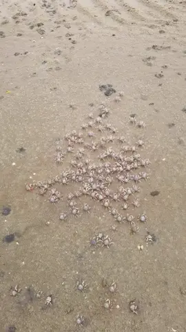 Did I scare them? 😂What cute little crabs !!! #crab #sandbeach #beach #Vlog 