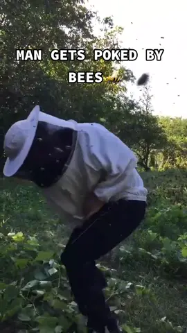 He put his armour on😭 #swarmofbees #bee #bees #viral #fyp #whenanimalsattack️ #funnytiktok #wasp #fail #animals  #bdproductionz 