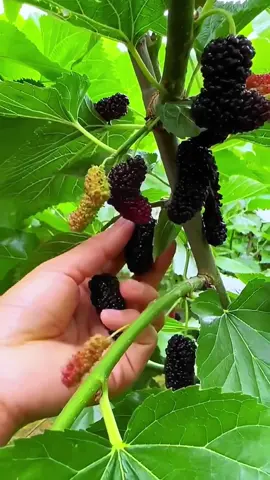 OMG😱so satisfying?👩‍🌾😋#fruit #fruit #asmr 