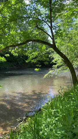 For all the people wanting a video without the music added. I just posted the original, but here is another from the same spot. ##peaceful##nature##beauty##flintriver##spring##soul##healing##heavenonearth##Outdoors##southern##alabama##river##Love##bird##water##naturesounds##beautiful