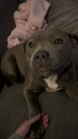 myla’s feeling very vocal tonight😅🫶🏻 #staffy #mylathebluestaffy #bluestaffy #staffylove #staffypuppy #staffylovers #staffysmile #staffylife #staffymoments #dogtrend #viraldog #beautifulbully #staffysoftiktok #dogsoftiktok #doglovers #bluestaffypuppy #talkingdog 