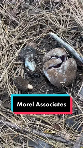 Here’s a quick primer on some other Ascomycete indicators for Morels (Morchella). From left to right I have a true morel (Morchella species), an Elfin Saddle (Helvella species), and a Purple Crown Cup (Sarcosphera coronaria). The morel mushroom is a delicious and highly prized edible, but they have be tricky to find. It helps to learn what conditions and habitats they fruit in. Here in the mountains of California, it pays to look out for associated Ascomycete mushrooms that show up at the same time since these can be indicative of where morels will also grow. Most likely this is Helvella vespertina since we were around conifer trees, it can be made edible if you boil it once before cooking to blow off the toxic gyromitrin/MMH. The purple crown cup is a great indicator species for morels but is toxic and accumulates heavy metals, do not eat it. . If you want more advice on how to find morels, check out episode 15 of my podcast on YouTube and all major streaming platforms. Good luck out there! . . #morel #morels #morelmushrooms #morchella #elfinsaddle #helvella #sarcosphera #ascomycota #mycology #fungi 