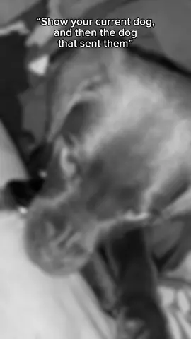 Not me crying for my Marley girl. #mommasgirl #chocolatelab #takenwaytosoon  #CapCut 