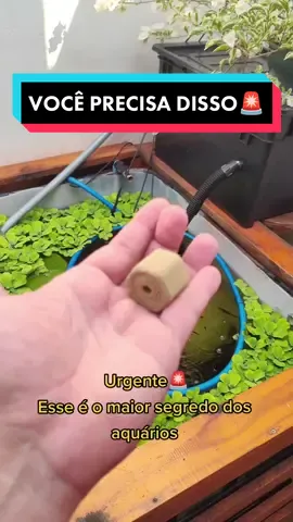 Isso é muito Poderoso! 🚨 #aquarismo #biologia #peixesornamentais #peixesemcaixadagua 