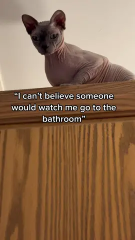 He has no boundaries #sphynx #sphynxcat #cats #catsoftiktok #watchingyou #pets #PetsOfTikTok 