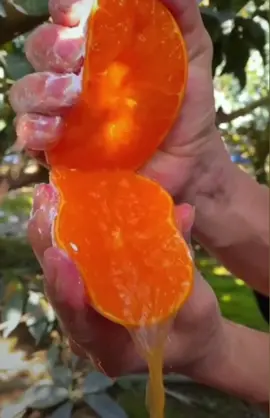 fresh orange🍊🍊 #fruit #freshorangejuice #farmlife #gardening #countrylife #fyp #berandatiktok 