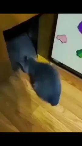 you're mine 👹 #fyp #cat #catsoftiktok 