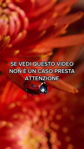 Forza, commenta con la 🐞 e porta un po’ di fortuna a chi vuoi bene #fortuna #messaggio #messageforyou #tarocchi #consultotarocchi #consultoprivato #cartomanzia #manifestation #perte #viralvideo 