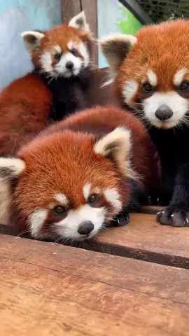 #redpanda  #cute  #foryou  #fpy  #zoo  #ailurusfulgens