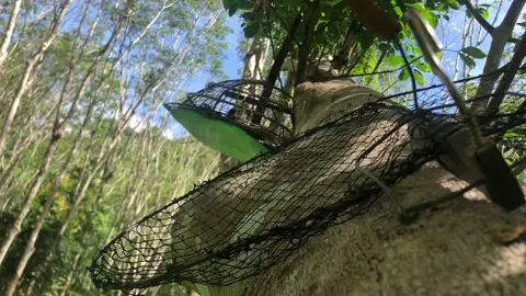 Panas denak dlu ,tunggu kutip taimong .#pemikatmuraibuloh #duniapikat #muraibatubetina #fypシ゚viral #tiktokviral 