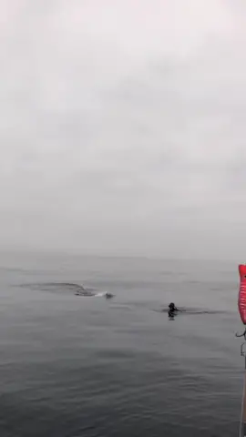 #fy #fypシ #viral #fish #fishing #gofishing #topwaterfishing #explore #اكبسلور #😱😱 