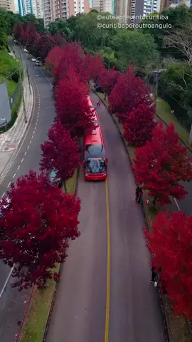 A rua mais charmosa de Curitiba por outro Ângulo 🍁🎥😍 O tom avermelhado das árvores já tomou conta da rua Deputado Heitor Alencar Furtado e é uma atração obrigatória para quem deseja explorar todas as belezas de Curitiba no outono. As mais de 800 mudas de liquedâmbares formam um corredor surpreendente e deixam sua tonalidade verde para dar vida as folhas vermelhas que proporcionam sofisticação e belos cliques aos visitantes! Não vai perder, né? 🍂 #curitiba #cwb #drone #curitibaporoutroangulo #dji #curitibaturismo #curitibando #curitibacool #curitibacult #cwbbrasil #viral #curitibalover #curitiba360 #curitibapr #curitibalovers #dronelife #dronepilot #dronefly #djimavicpro #dronedji #dronevideo #dronephoto #droneshots #dronestagram #ruadasarvores #ruadooutono #outono 