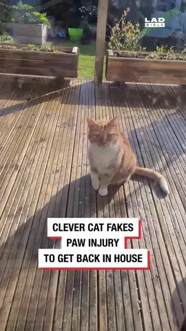 ‘Our clever cat always fakes an injury to get into the house’ 😂😂 🎥 @Newsflare #ladbible 