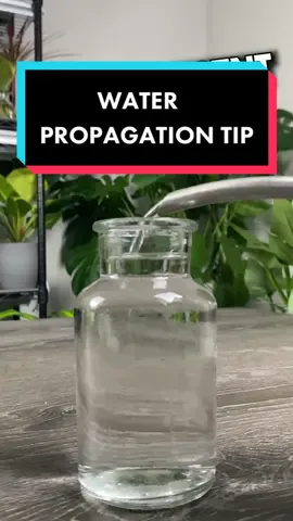 Water propagation tip a lot of new plant parents may miss.  #stempropagation #propagation #houseplantpropagation #propagationsuccess #propagatingplants #plantpropagation #waterpropagation #plants #houseplants