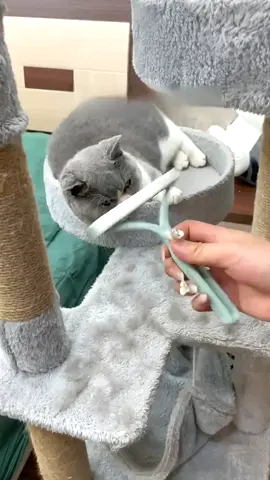 If you have pet ,you need it #pet #dog #cat#brush#remover #fyp #foryou 