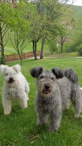 #újcsaladtag#Dog #PumiDog #Pumi#pumiorszag #puppy#pumipuppy#kiskutyatszeretnek##kiskedvenc#kiskutya#Doglove #Lifewithdogs #BükkiCserfesek #magyarkutyafajtak#9magyarkutyafajta#bükk#bükkhegység#kutyatveszek#ebugatta#csaladikutya#pasztorkutya#pumitszeretnék#kutyasportok#canesport#fajtatisztakutya#