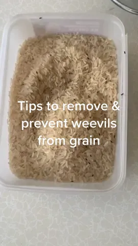 Tips on how to get rid of weevils in your grain. Store infested grain in sunlight or sift and store in freezer for 3-7 days. Then store in an airtight container. I also wipe my cupboards with vinegar. #luluspov #homemaker #grainweevil #homemakertips 