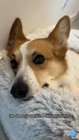 I won't ever regret getting this anxiety-relieving pet bed for my pup! #pet #petlover #dog #doglover #petbed #dogbed #musthaves #AntiAnxietyDogBed #MrFluffyFriend