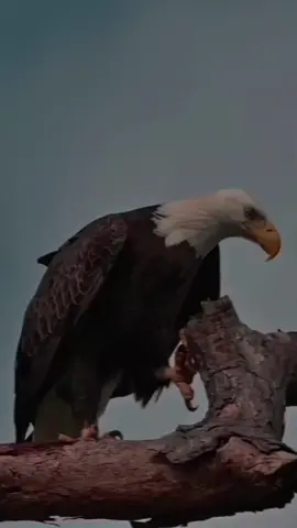 I will only accept being your second if the one you put at first is GOD🪶🦉. . . . . . #foryou #motivation #mindset #owl.711 #weeklytrends #eagl #usa #eidglam #quotes #us #mindordering 