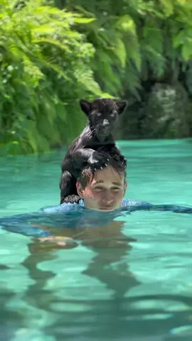 So proud of this little dude & his first swim lesson 🥹🐾 #animals #cats #panther #blackpanther #jaguar #notpets 