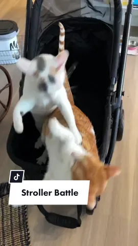 Every single day in this house something happens that makes me go “wow, I REALLY did not expect my life to head in this particular direction.” (And I love it.) #adventurecat #catsoftiktok #catfight 