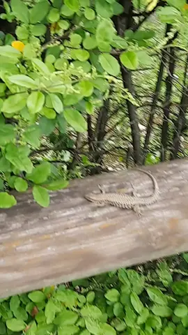 #زرزومية #يسرى_دنيال🇹🇳👨‍👩‍👦🇮🇹 #foryou #foryou #foryoupage #italy #pageforyou #fypシ #fyp #تيك_توك_عرب #تيكتوك_تونسي #tunisia🇹🇳 #tunisia🇹🇳 #تونسية🇹🇳🇹🇳 #الشعب_الصيني_ماله_حل😂😂 #ناظور_الفحص 