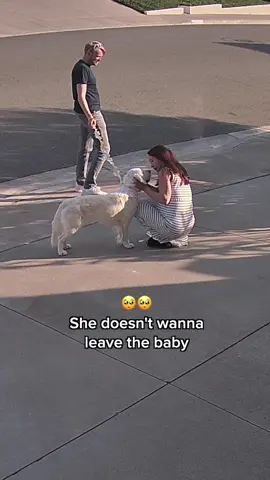 She doesn’t wanna leave the baby🥺 #clingypet #snuggles #pregnancy #fyp #foryour #dogsoftiktok #bigsister 