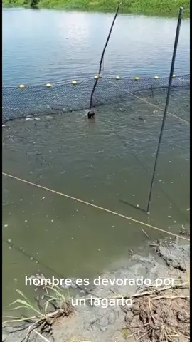 hombre es devorado por un 🐊#ayuda 