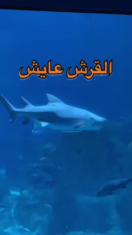 اكواريوم اسطنبول  - تركيا 📍#تركيا #اسطنبول #اكواريوم #سياحة #tiktokarab 